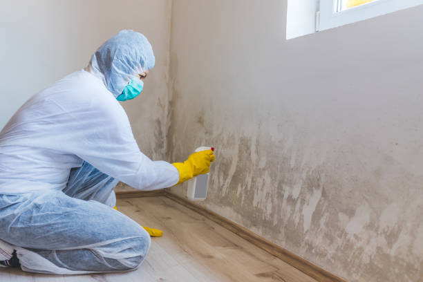 Licensed Mold Inspection service in Springfield, FL - WQB Mold Removal
